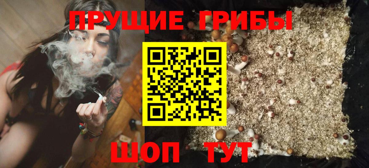 Псилоцибиновые грибы Psilocybe Саянск